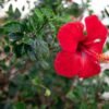 Beautiful Flower Gardening Ideas in Jaipur for Every Home