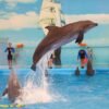 Dolphin Show Pattaya