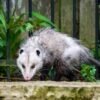 Possum Removal Melbourne