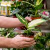 Easy Flowers to Grow in Pots in India | Beautiful Container Gardens